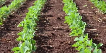 大豆田除草正當(dāng)時,現(xiàn)在趕緊學(xué)這幾大 絕招 還不遲